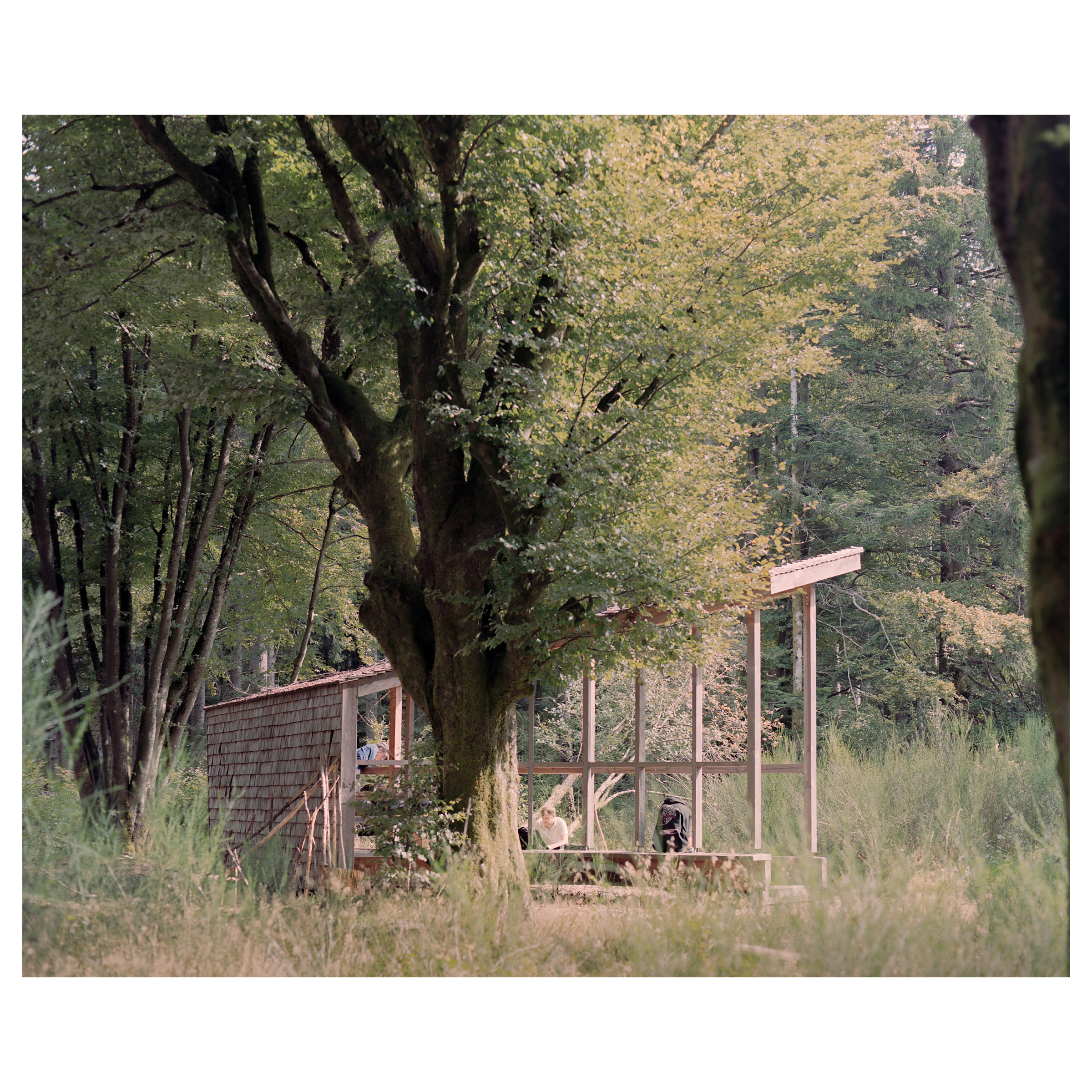 Photographie argentique de l'abris de randonnée au Donon, construit à la mémoire de Jean Maegey. Relation à l'arbre © Guillaume Porche